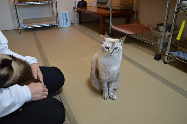 マッサージ大好き！ミルクちゃん日本一に