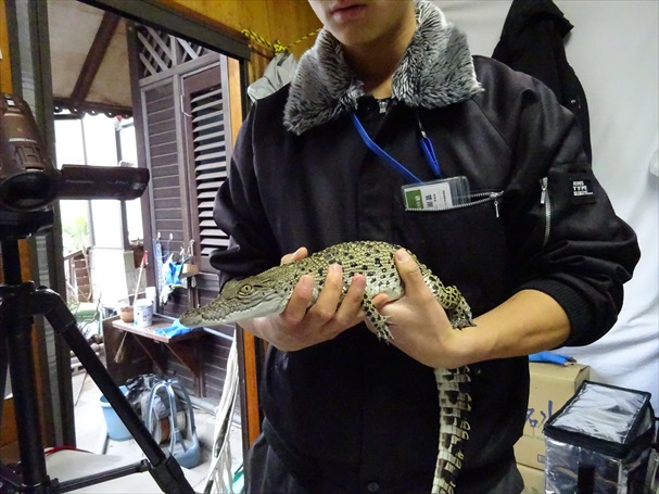 鬼山地獄のワニにマイクロチップを挿入しました